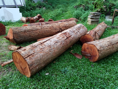 Wooden logs. Timber logging in autumn forest. Freshly cut pine tree logsの写真素材