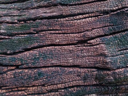 old wooden plank of tree bark