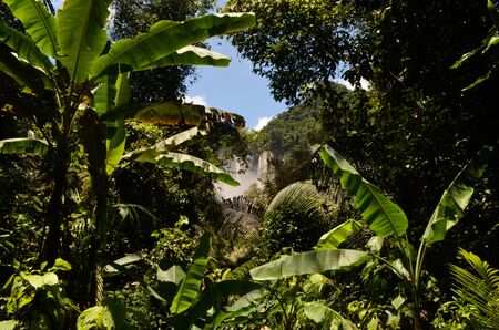 rain forest in Umphang Thailandの写真素材