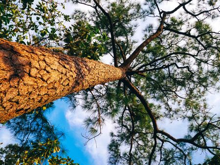 pine tree looking up at the skyの写真素材