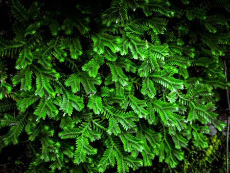 Beautiful ferns leaves green foliage natural floral fern background in sunlightの写真素材