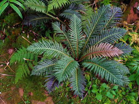 Cycas siamensis Miq. in gardenの写真素材