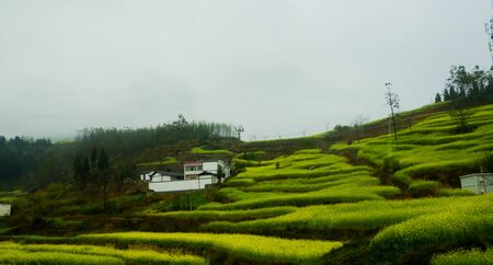 Canola field, rapeseed flower field with the mist in Luoping, Chinaの写真素材