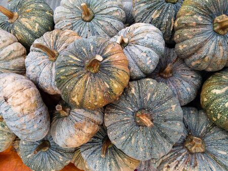 A lot of big pumpkinsの写真素材