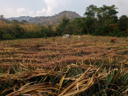 Landscape of Pineapple Plantation in Thailandの写真素材