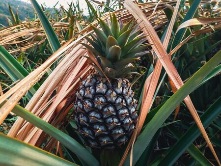 Pineapple tropical fruit growing in gardenの写真素材