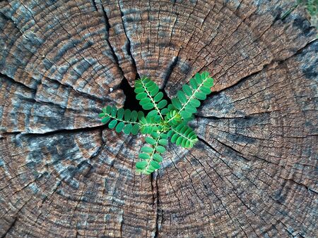 Plant growing out of a tree stumpの写真素材