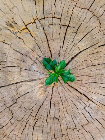 Plant growing out of a tree stumpの写真素材