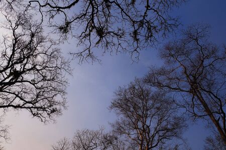looking up dead tree branchの写真素材