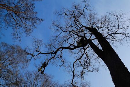looking up dead tree branchの写真素材