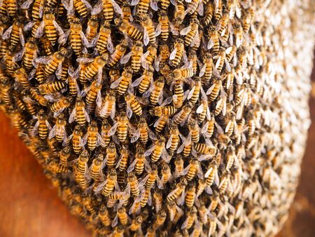 Group of bees Working on honeycombs in beehives in an apiaryの写真素材