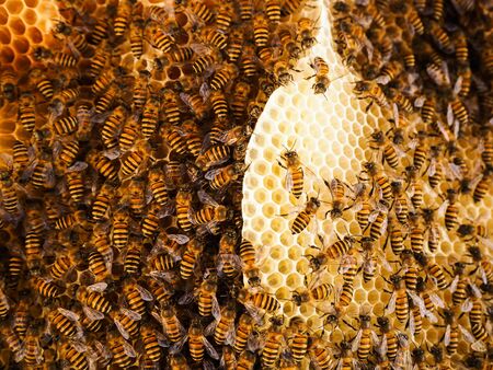 Group of bees Working on honeycombs in beehives in an apiaryの写真素材