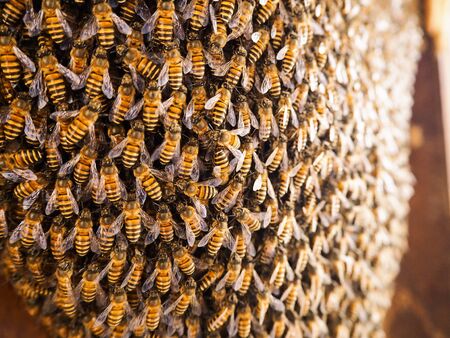 Working bees on honeycombs in beehives in an apiaryの写真素材