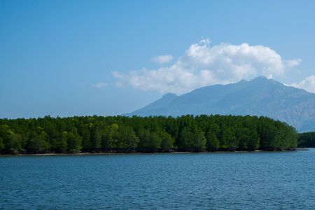 Tropical mangrove forest along coastal with mountain in Phangnga Bay, Thailandの写真素材