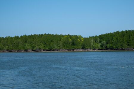 Tropical mangrove forest along coastal in Phangnga Bay, Thailandの写真素材
