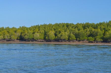 Tropical mangrove forest along coastal in Phangnga Bay, Thailandの写真素材