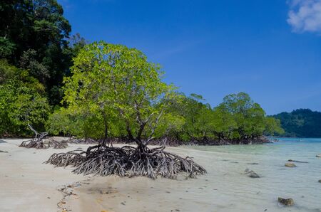 Tropical mangrove forest along coastal in Phangnga Bay, Thailand
