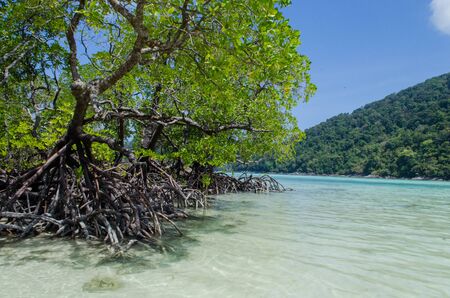 Tropical mangrove forest along coastal in Phangnga Bay, Thailandの写真素材