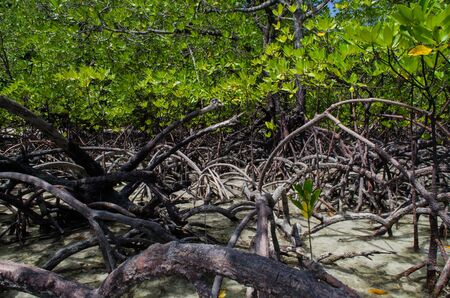 Tropical mangrove forest along coastal in Surin Island, Thailandの写真素材