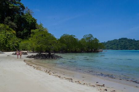 Tropical mangrove forest along coastal in Surin Island, Thailandの写真素材