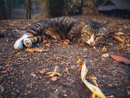 cat laying dawn and looking at viewの写真素材