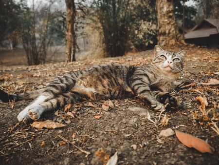 cat laying dawn and looking at view
