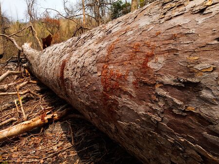 deforestation in the rain forestの写真素材
