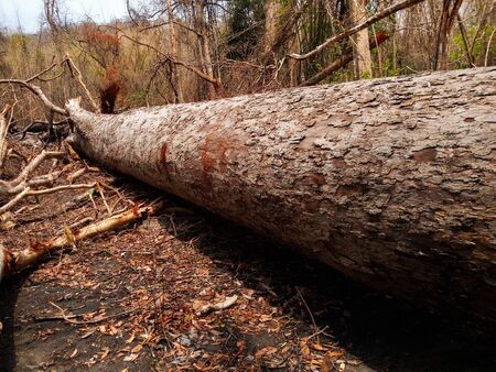 deforestation in the rain forestの写真素材