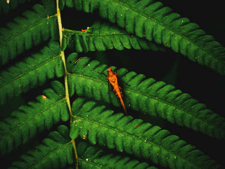 Fern leaves on dark background in jungle. Dense dark green fern leaves in garden at night. Nature abstract background. Fern at tropical forest. Exotic plant. Beautiful dark green fern leaf texture.の写真素材