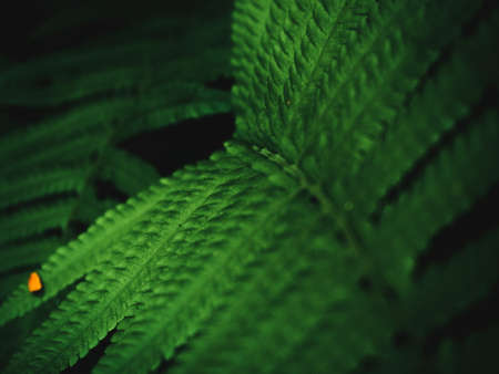 Fern leaves on dark background in jungle. Dense dark green fern leaves in garden at night. Nature abstract background. Fern at tropical forest. Exotic plant. Beautiful dark green fern leaf texture.の写真素材