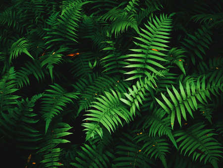 Fern leaves on dark background in jungle. Dense dark green fern leaves in garden at night. Nature...