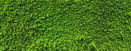 Green leaf plant wallの写真素材