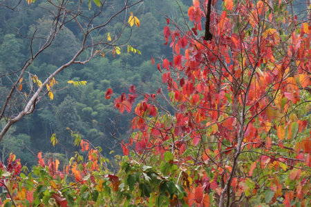 Autumn leaves in the forest at Khlong Lan National Park, Thailandの写真素材