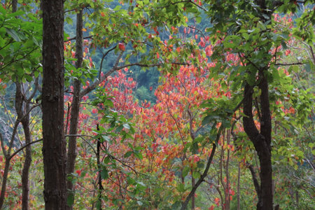 Autumn leaves in the forest at Khlong Lan National Park, Thailandの写真素材