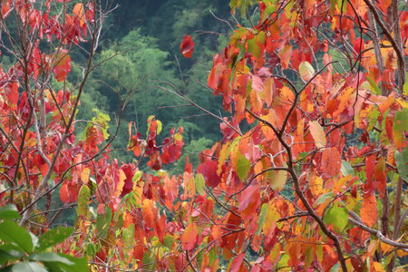 Autumn leaves on the tree in the forest. Nature background.の写真素材