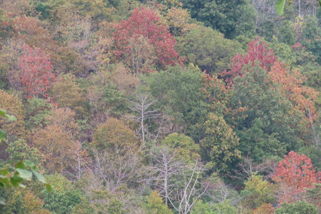 Trees with red and yellow leaves in the forest, Thailand.の写真素材