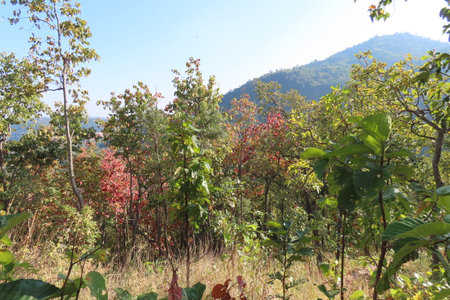 Plantation of coffee trees in the mountains in the north of Thailandの写真素材