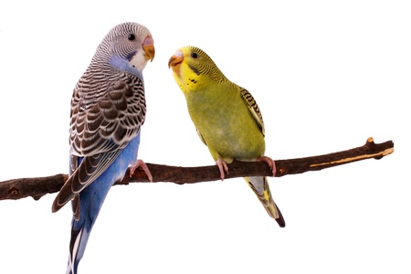 bird