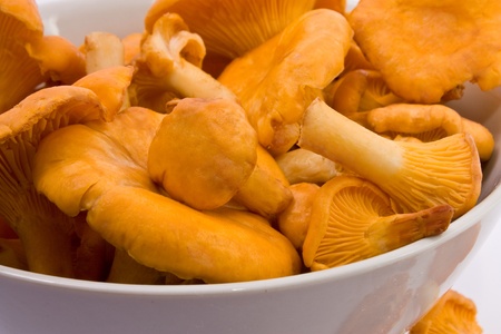mushroomの写真素材