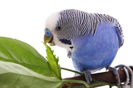 Blue wavy parrotの写真素材