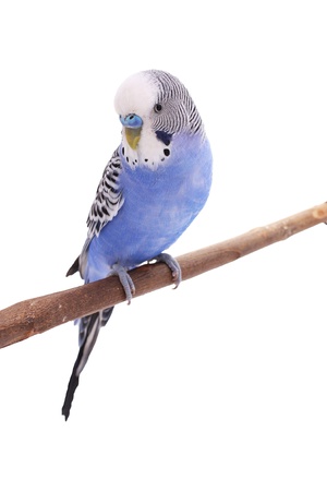 Blue wavy parrotの写真素材