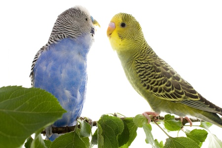 budgie