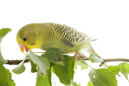budgieの写真素材