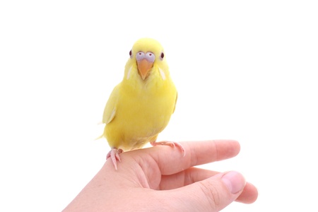 birdの写真素材