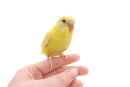 birdの写真素材