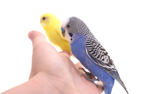 birdの写真素材