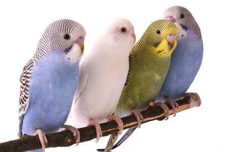 budgieの写真素材