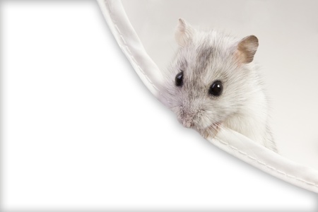 hamster sitting in a boxの写真素材