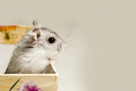 hamster sitting in a boxの写真素材