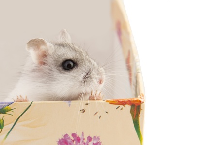 hamster sitting in a boxの写真素材